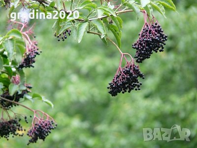 Бъзак - Sambucus ebulus), снимка 2 - Градински цветя и растения - 29762229