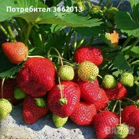 Разсад Ягоди и Малини Едри и Сладки, снимка 1