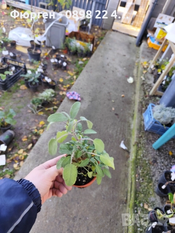 Салвия – растение с аромат и лечебна сила, снимка 5 - Разсади - 52459505