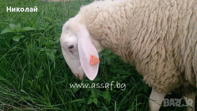 Продавам мъжки животни порода Асаф, снимка 11 - Овце - 39719753