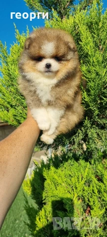померан мини померан, снимка 8 - Померан - 50964936