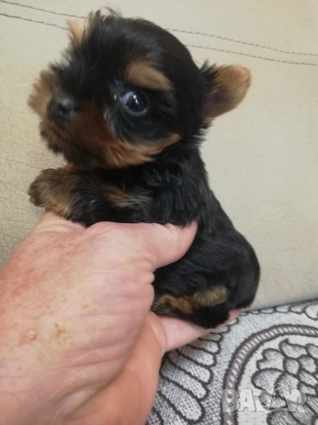 Йоркширски териер, снимка 5 - Йоркширски териер - 52866279