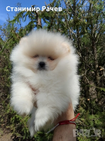 Померан померани 