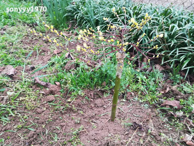 ВЪРБА 60СМ 1203240844