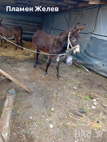 Продавам магарета, снимка 8 - Други - 54271006