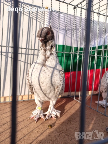 Блондинети, снимка 5 - Гълъби - 51871308