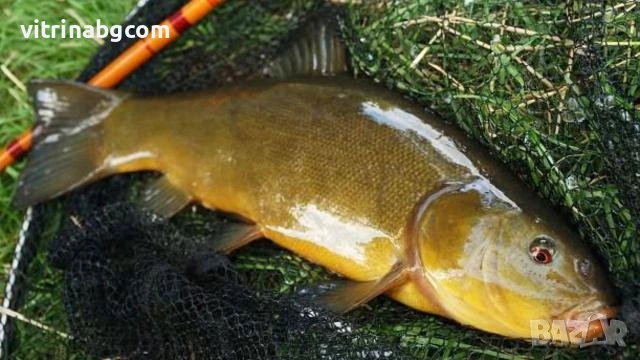 Търся лин за зарибяване