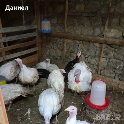 Американски Пуйки, снимка 3 - Кокошки и пуйки - 56508023