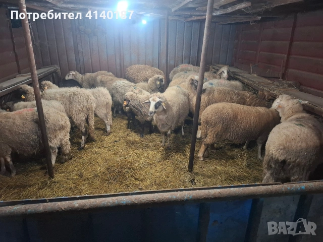 продавам 17бр овце 