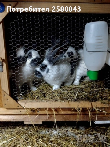 Продавам зайци  Пеперуди, снимка 4 - Други - 53224170