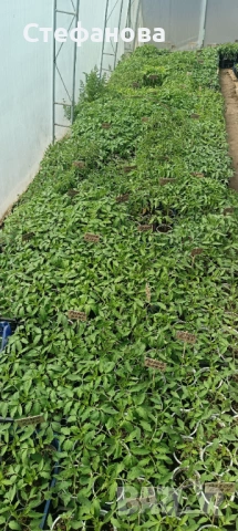 Продавам разсад домати , снимка 4 - Разсади - 54278148