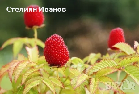 Ягодомалина (Rubus illecebrosus), снимка 2 - Градински цветя и растения - 52354360
