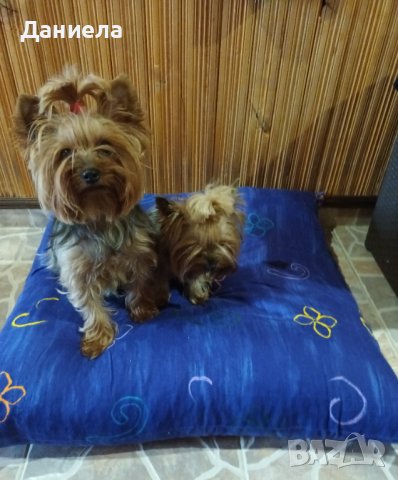 Пуф възглавница за куче, снимка 4 - За кучета - 38184963