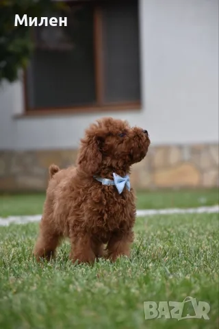 Той пудел Toy poodle, снимка 11 - Пудели - 55006000