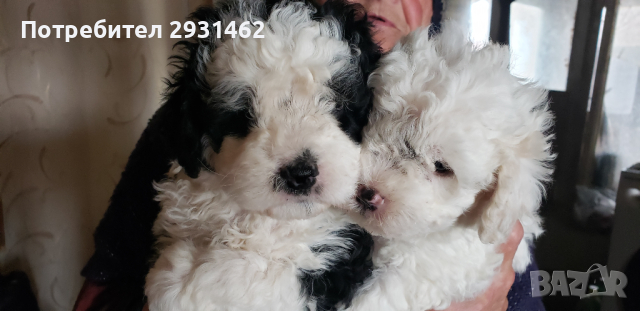 FRENSKY BOLONKY-- BIGHON FRIZE-- 550LV., PROMOCYA   , снимка 6 - Болонка - 44694809