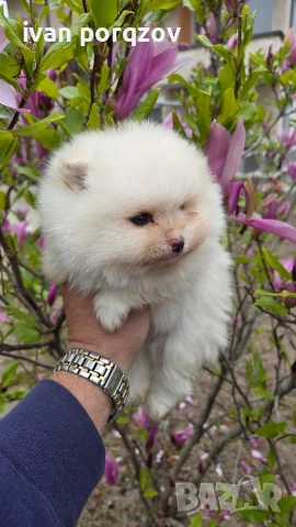 Готови за нов дом померанчета, снимка 2 - Померан - 54211908