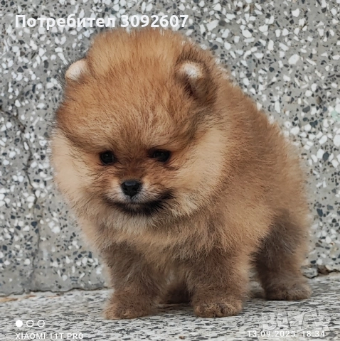 Померанче момче, снимка 2 - Померан - 51707750