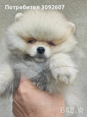 Померан момче 