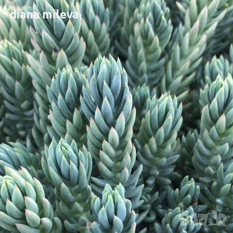 Седум „Син Смърч“, Sedum „Blue Spruce“, снимка 4 - Градински цветя и растения - 50843696