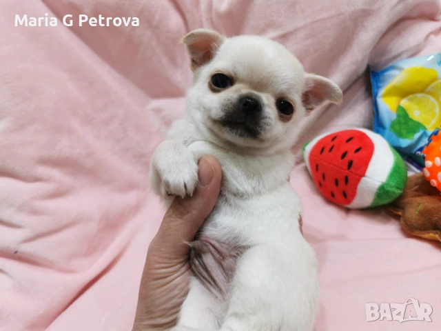 Мъжко чихуахуа, снимка 4 - Чихуахуа - 53982684