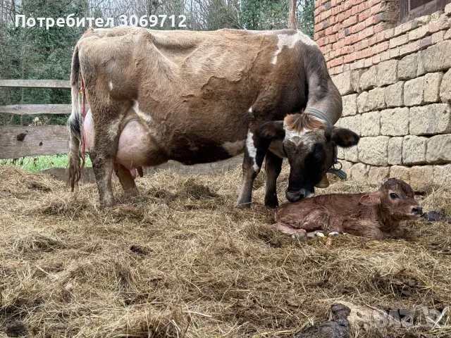 Продавам БРГ крава 