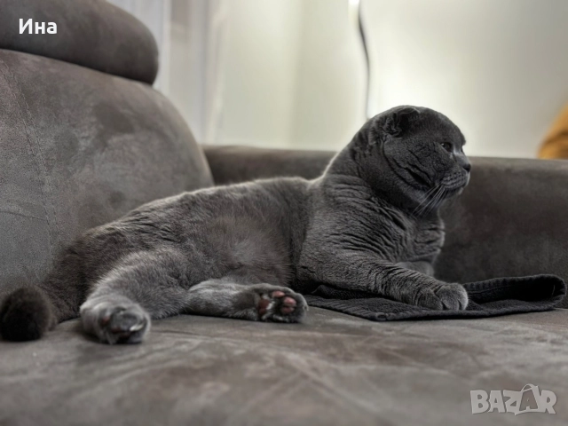 шотландец, снимка 6 - Британска късокосместа - 52631460