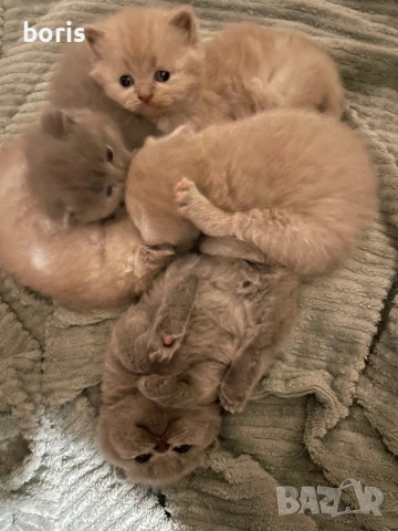 Продавам клепоухи котенца.