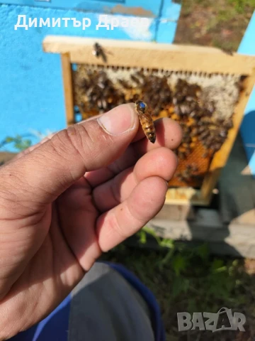 Пчелни майки 2026