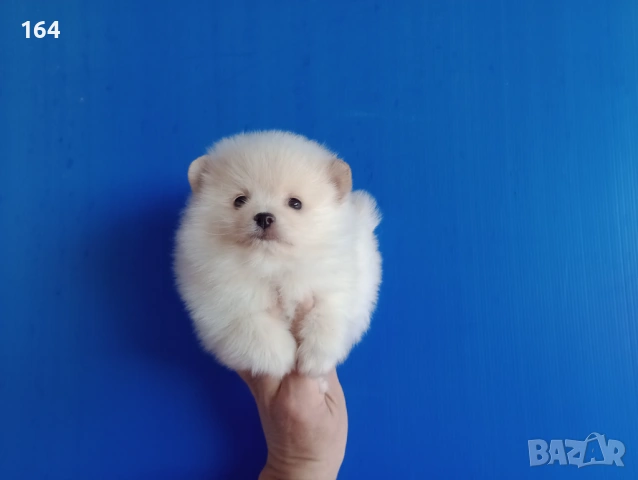 Мъжки Померан. Реални снимки от 12.01.26 г., снимка 4 - Померан - 53082481