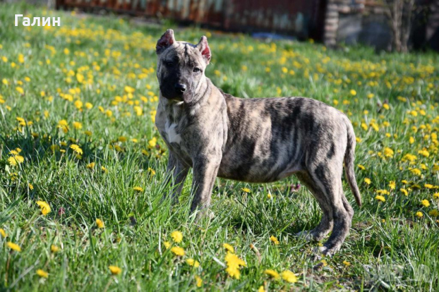 Перо де преса канарио,канарски дог,дого канарио, снимка 5 - Други - 35049174