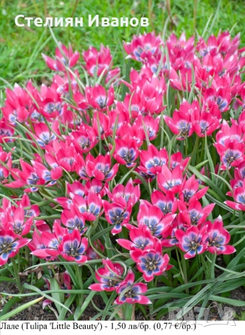 Лале (Tulipa 'Little Beauty') - луковици