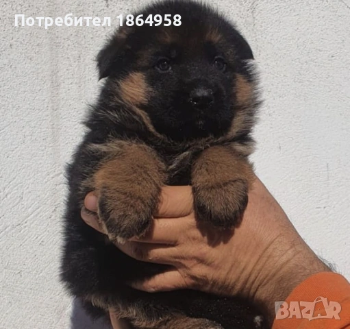 Женски Немски Овчарки ДОСТАВКА, снимка 3 - Немска овчарка - 53074193