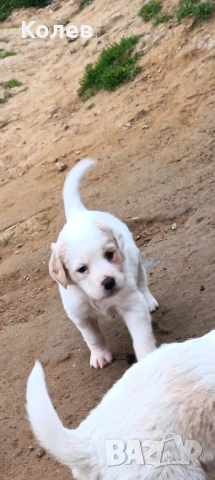 Кучета ,търсачи на трюфели