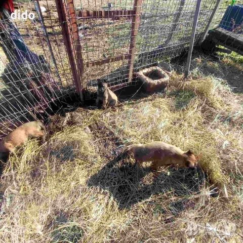 Продавам белгийски овчарки/малиноа, снимка 5 - Белгийска овчарка - 53276339