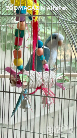 Монашески папагали