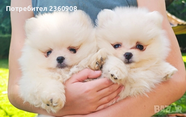 Померан, мини померанче , снимка 1