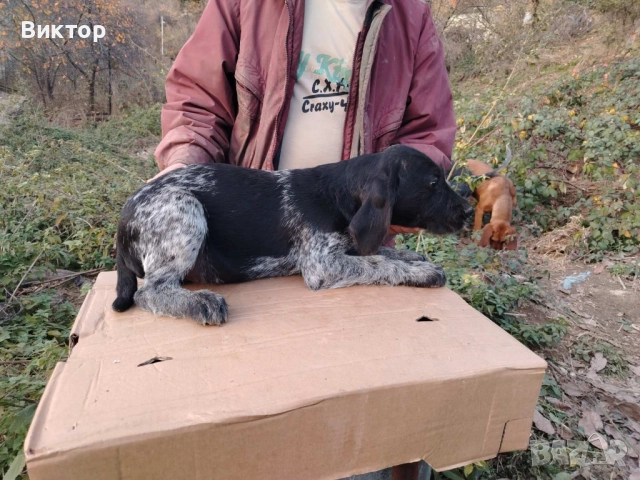 Продавам дратхаарчета , снимка 5 - Дратхаар - 49896713