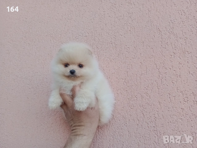 Померани. Реални снимки! , снимка 2 - Померан - 54122878