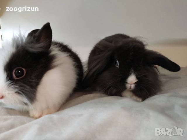 Мини зайчета различни породи  - мини рекс клепоухи и лъвска грива., снимка 6 - Декоративни зайчета - 53958138