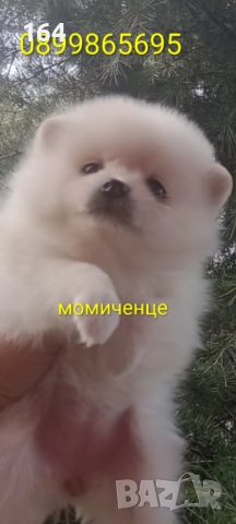 Померани. Белички. Реални снимки !!!, снимка 2 - Померан - 52926285