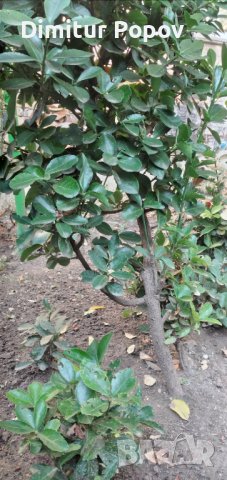 Евонимус, снимка 3 - Стайни растения - 42573276