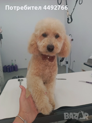 Груминг салон Пазарджик, цялостна грижа за домашни любимци , снимка 5 - Други животни - 52569188