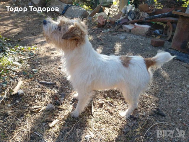 Парсън ръсел, снимка 2 - Други - 42897002