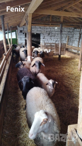 Продавам 60 овце, снимка 3 - Овце - 52802718