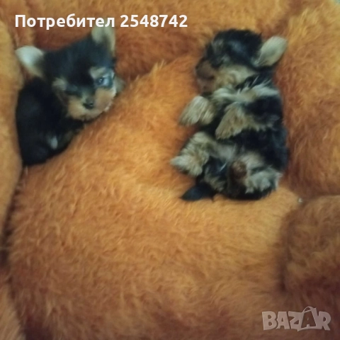 Мини Йорки , снимка 2 - Други - 51182606