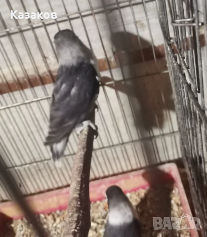 Заменям неразделки за корели, снимка 2 - Папагали - 54228722