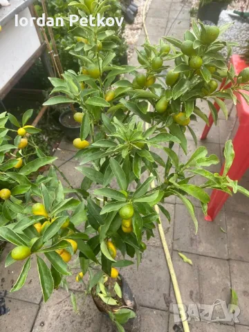 Кумкуат, снимка 3 - Градински цветя и растения - 48094194