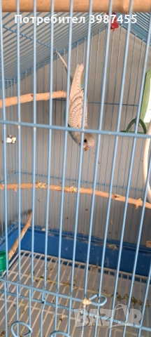 Продавам млади вълнисти папагали. Излюпени на 20.10.2025., снимка 8 - Папагали - 52593477