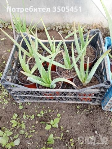 Лечебно алое вера , снимка 5 - Стайни растения - 52409374