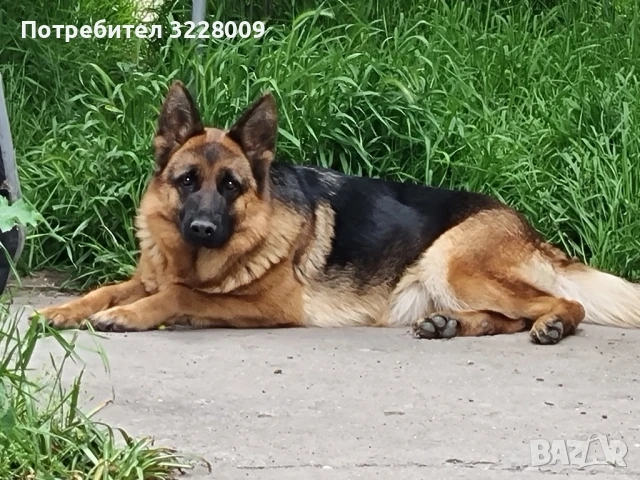 Немска овчарка , снимка 5 - Немска овчарка - 51335194